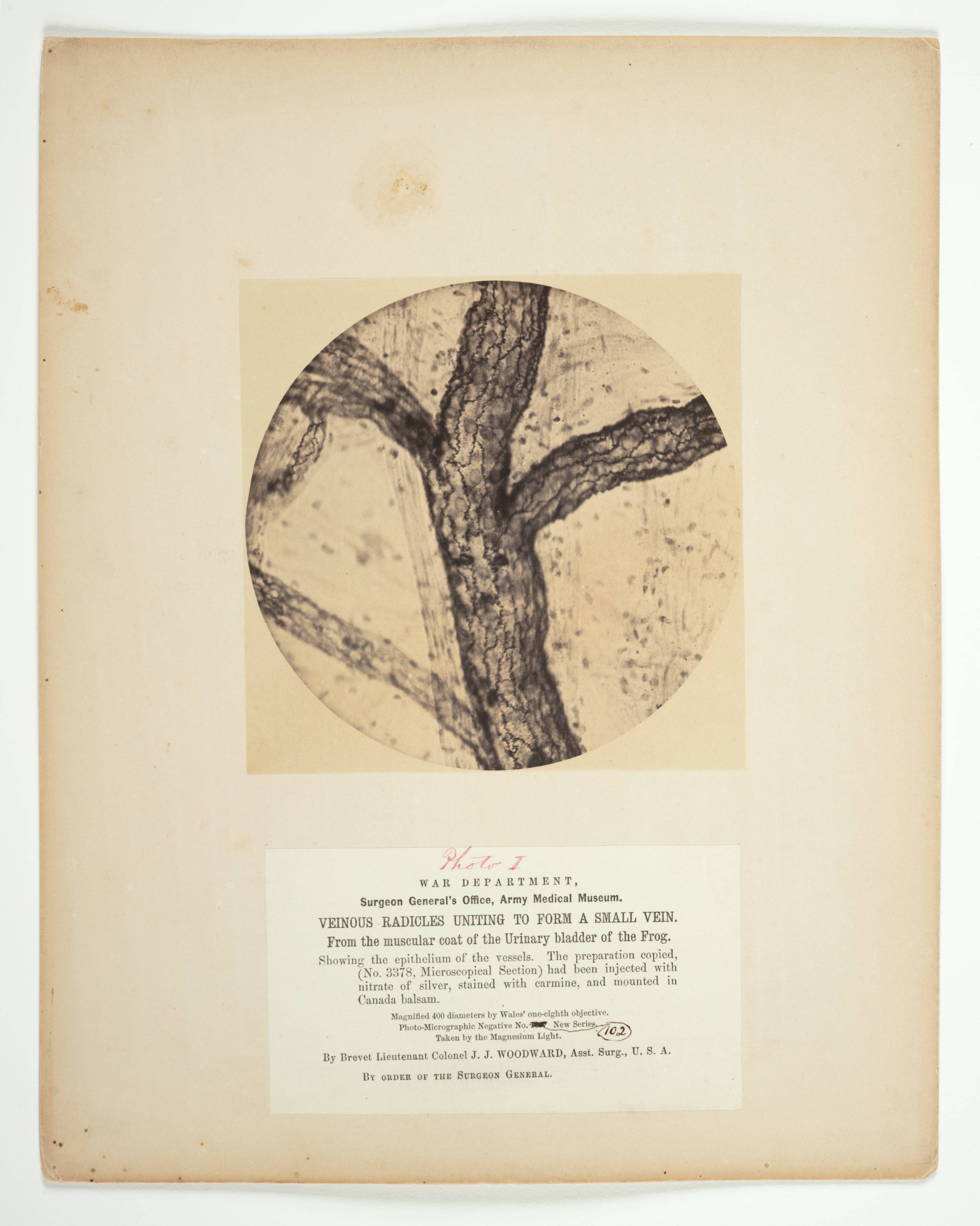 Veinous Radicles Uniting to Form a Small Vein, from the Muscular Coat of the Urinary Bladder of the Frog, from the album Microscopical Photographs