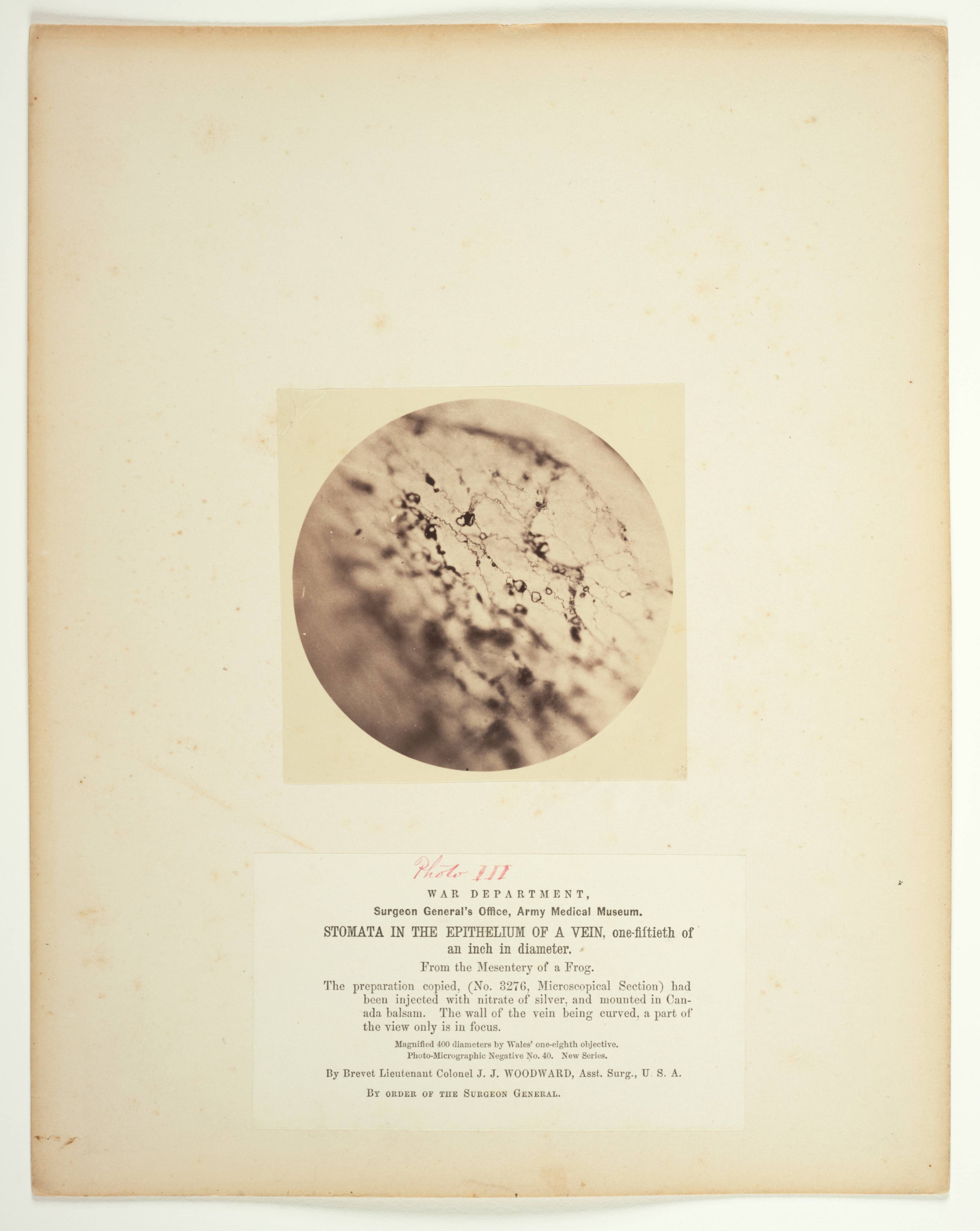 Stomata in the Epithelium of a Vein, One-Fiftieth of an Inch in Diameter, from the Mesentery of a Frog, from the album Microscopical Photographs