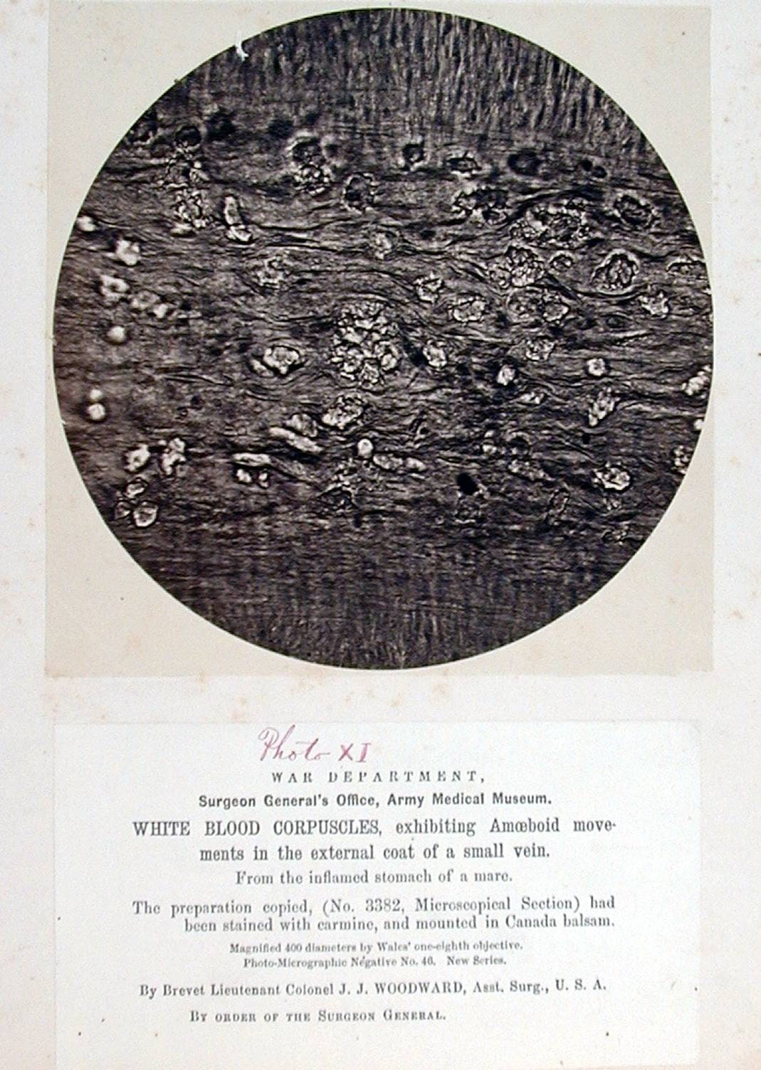 White Blood Corpuscles, Exhibiting Amoeboid Movements in the External Coat of a Small Vein, from the Inflamed Stomach of a Mare, from the album Microscopical Photographs