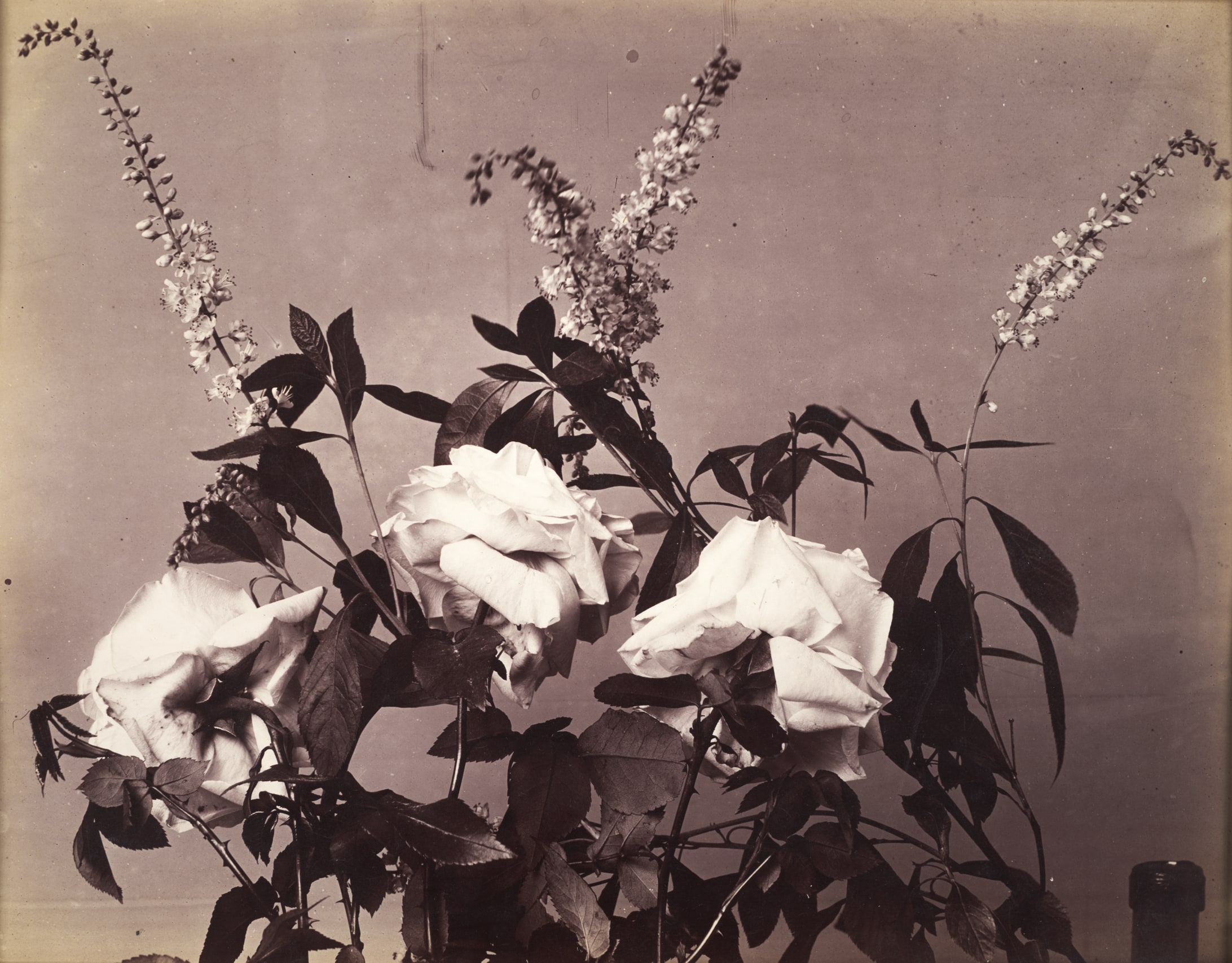 Roses