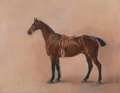 Study of a Saddled Bay Hunter