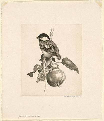 Young Chickadee