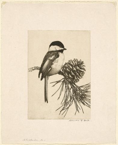Chickadee No. 1