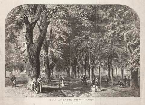 Elm Arcade View of the Green