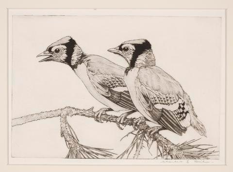 Two Young Blue Jays