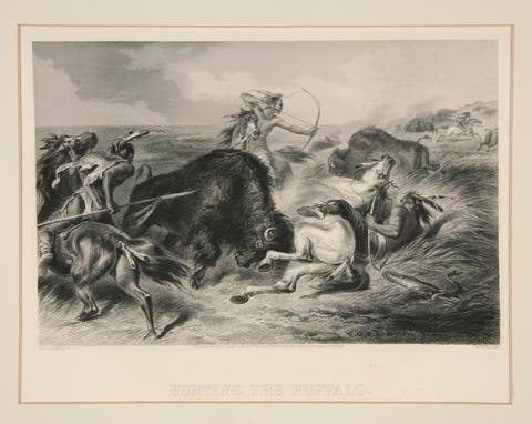 Hunting the Buffalo