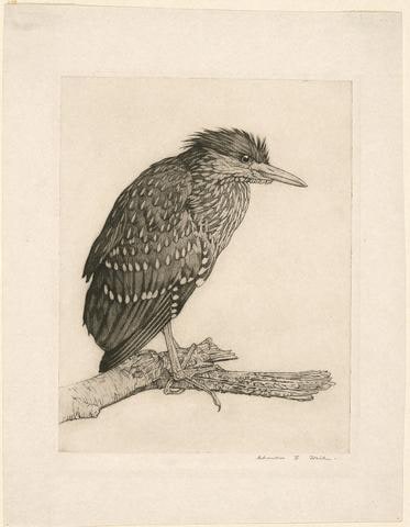 Young Night Heron