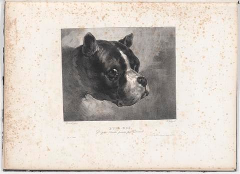 Bull-Dog