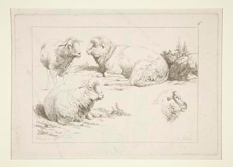 Study of Sheep