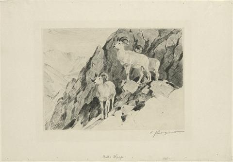 Dall's Sheep