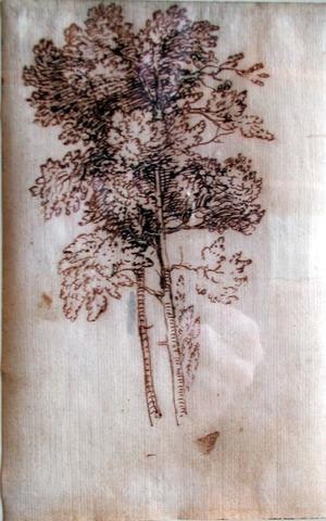 Study of a Tree