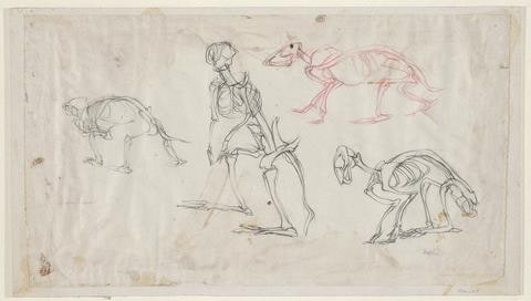 Study of Animals