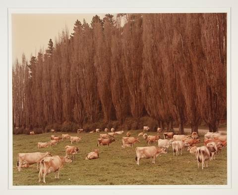 Guernsey Herd, Tauranga, New Zealand, 1976