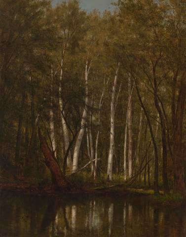 White Birches