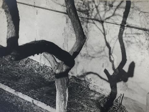 Tree Composition