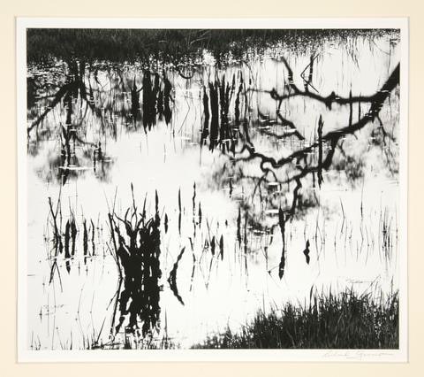 Pond, Hunter Liggett, Monterey, CA