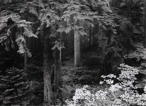 Forest in Fog, Mt. Rainer National Park