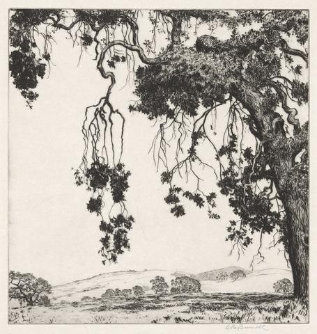 Weeping Oaks
