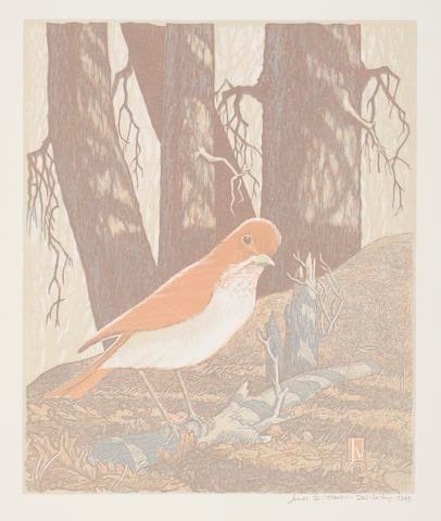 Shy Veery