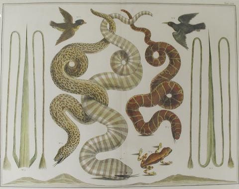 Plate 70 from Locupletissimi rerum naturalium thesauri accurata descriptio