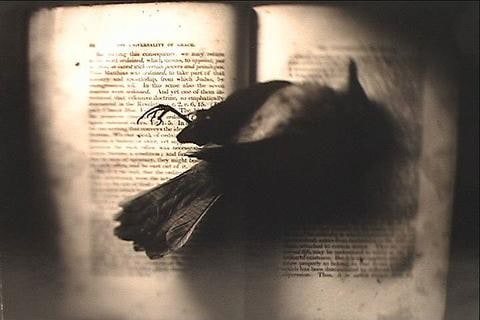 Untitled, [Blurred bird]