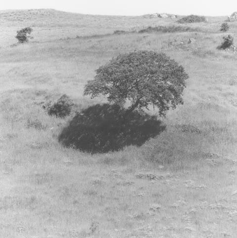 Cork oak, shadow and field of grass near Nur ... Sardinia