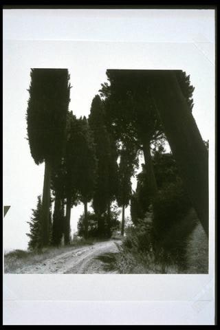 Trees and Road, near Larderello, Italy