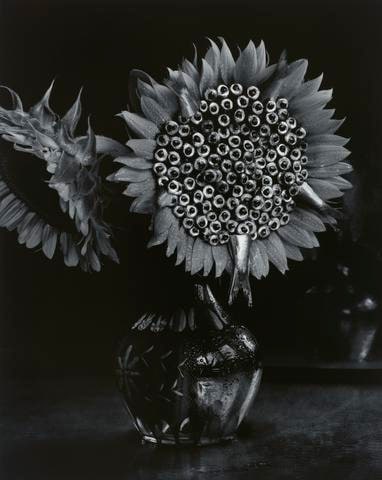 Sunflower and Sardines, from the portfolio EAT