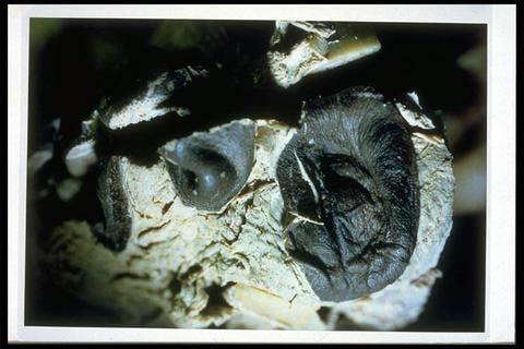 Untitled [Face Unskinned]