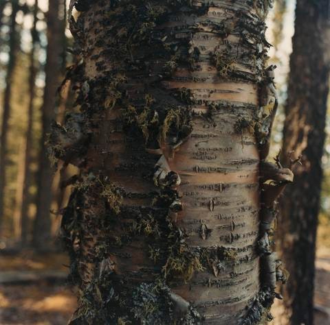 Tree Trunk, from the series Tree Planting