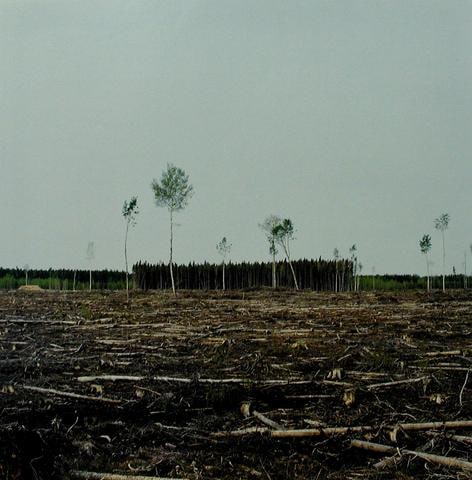 A Clear Cut, from Tree Planting