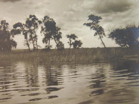 Trees reflected in water