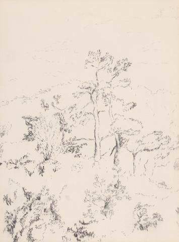 Tree Sketch