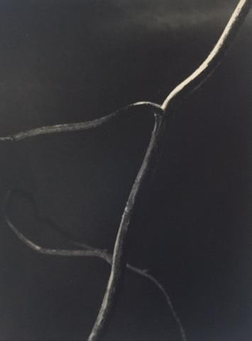 Stem