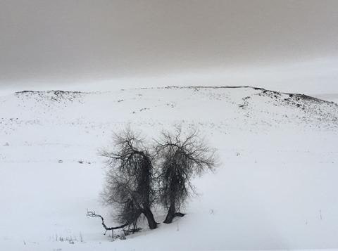Two Trees, Johnson County, Wyoming, from the series Susurrations: the Wyoming Grasslands Photographic Project