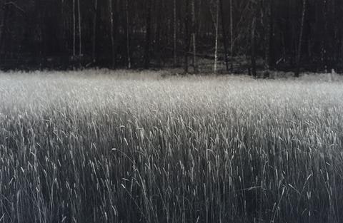 Meadow: Packsaddle Ridge, Lincoln County, Wyoming, from the series Susurrations: the Wyoming Grasslands Photographic Project