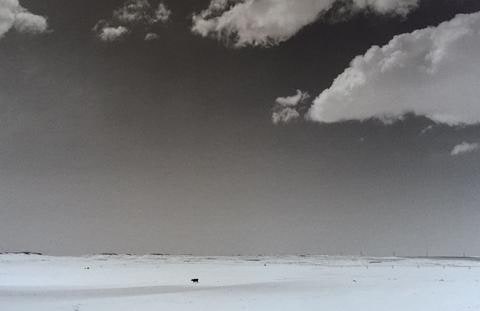 Cloud and Cow, from the series Susurrations: the Wyoming Grasslands Photographic Project