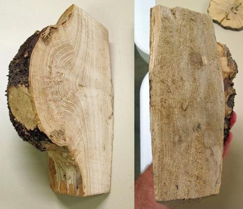 Wood Burl