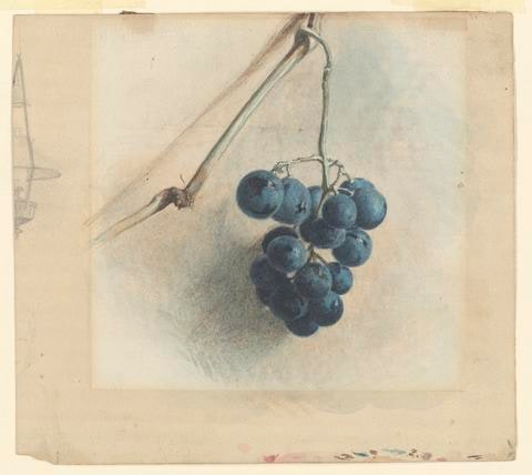A Bunch of Grapes