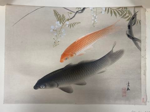 Red and Gray Carp