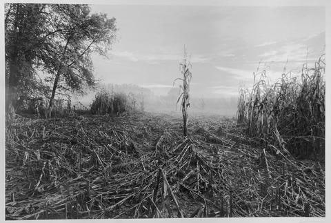 October Corn, Early Morning, from the series The Meadows