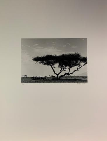 Thorn Tree, Sinai, from Rodney Smith Portfolio Two