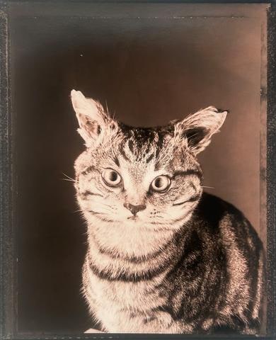 Chat tigré (Portrait), from the series Animal