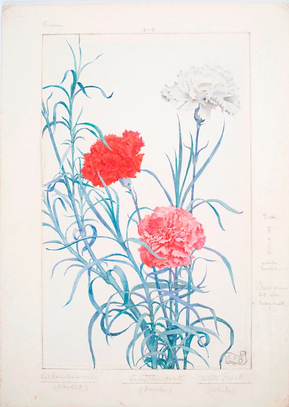 Carnations