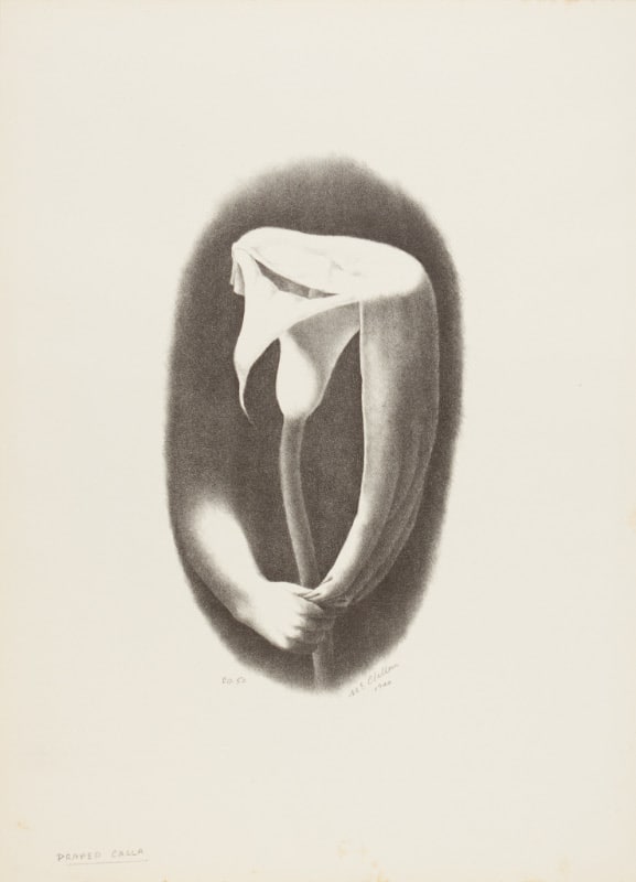Draped Calla