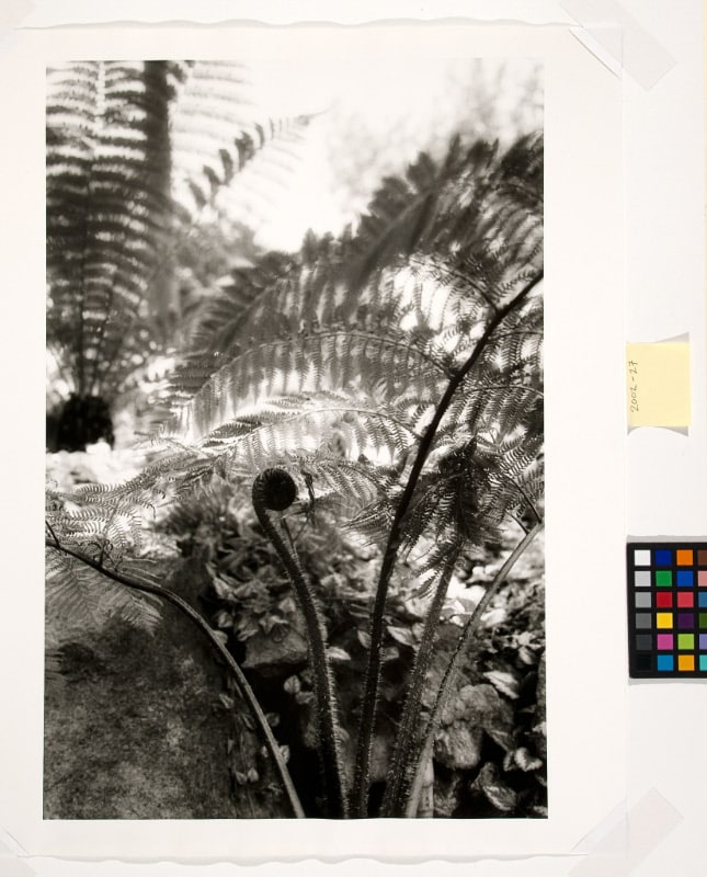 Ferns, Italy
