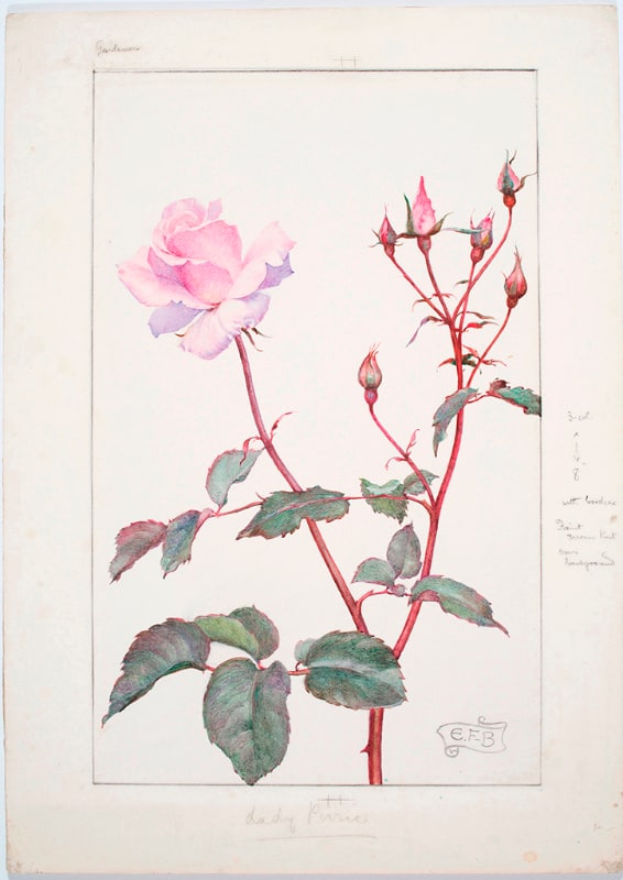 Lady Pirrie Rose