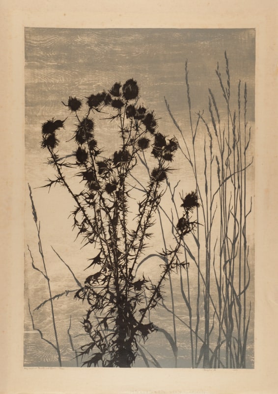 Thistle and Grass
