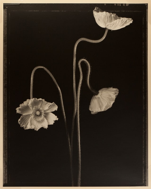 Three Poppies