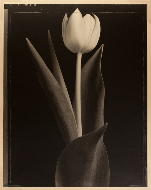 Tulip